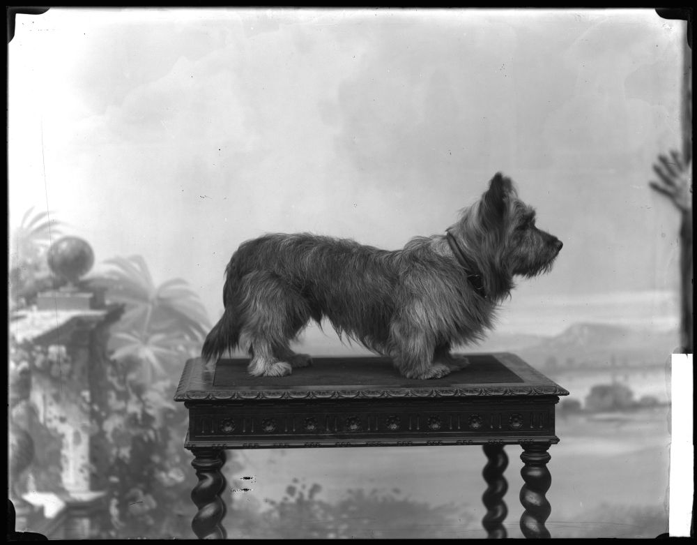 Ritratto del cane del Conte Ludolff, 1899